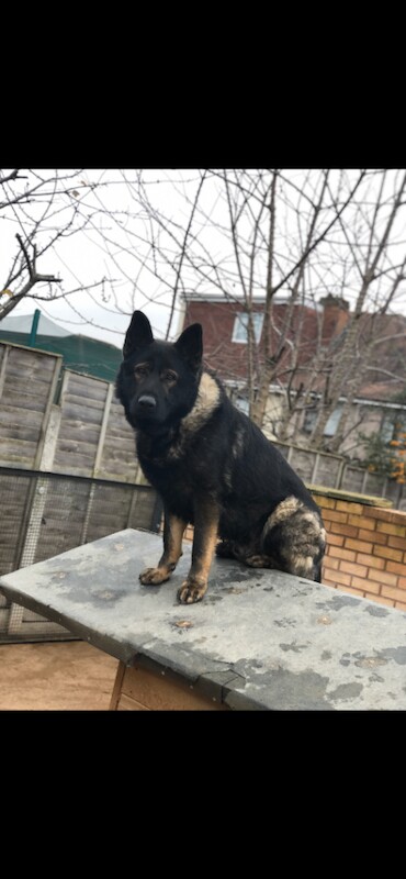 Elite Czech German Shephefd Puppies Available!! - Image 3 of 3