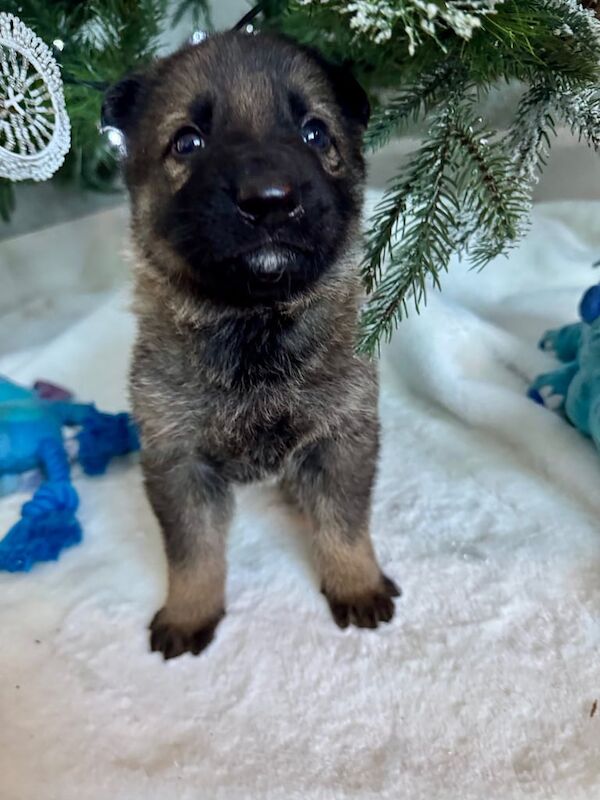 German Shepherd puppies for sale in Durham, County Durham – KC registered, 1 year old - Image 2 of 3