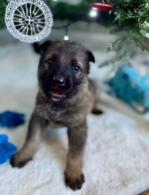 German Shepherd puppies for sale in Durham, County Durham – KC registered, 1 year old - Image 3 of 3