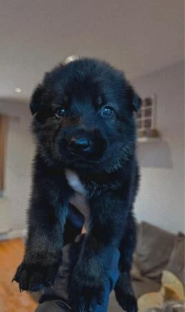 Excellent working line German shepherd puppies for sale in Rotherham, South Yorkshire - Image 1
