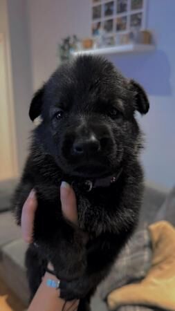 Excellent working line German shepherd puppies for sale in Rotherham, South Yorkshire - Image 3
