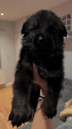 Excellent working line German shepherd puppies for sale in Rotherham, South Yorkshire - Image 4