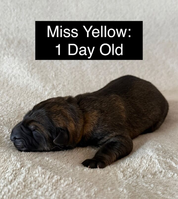 Exceptional KC Registered, Czech Line German Shepherd Puppies for sale in Arnold, Nottinghamshire