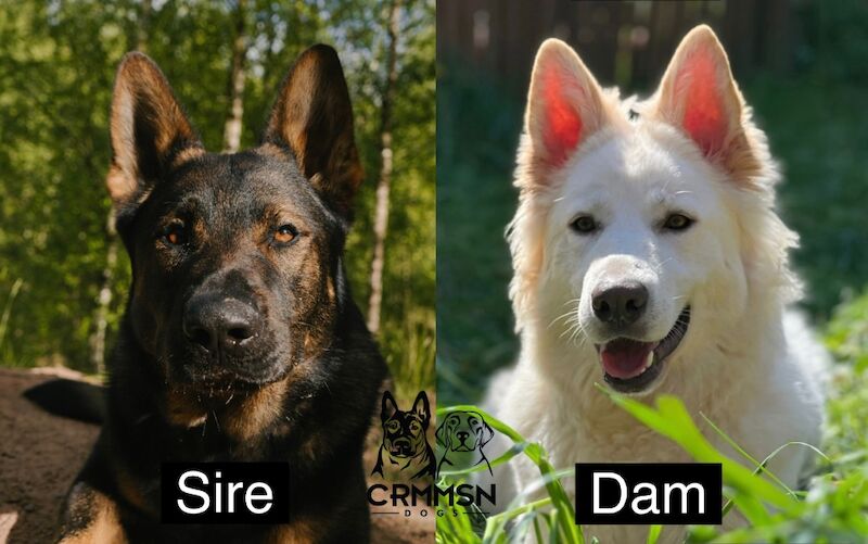 German Shepherd puppies for sale in Nottingham, Nottinghamshire – KC registered, 5 weeks old