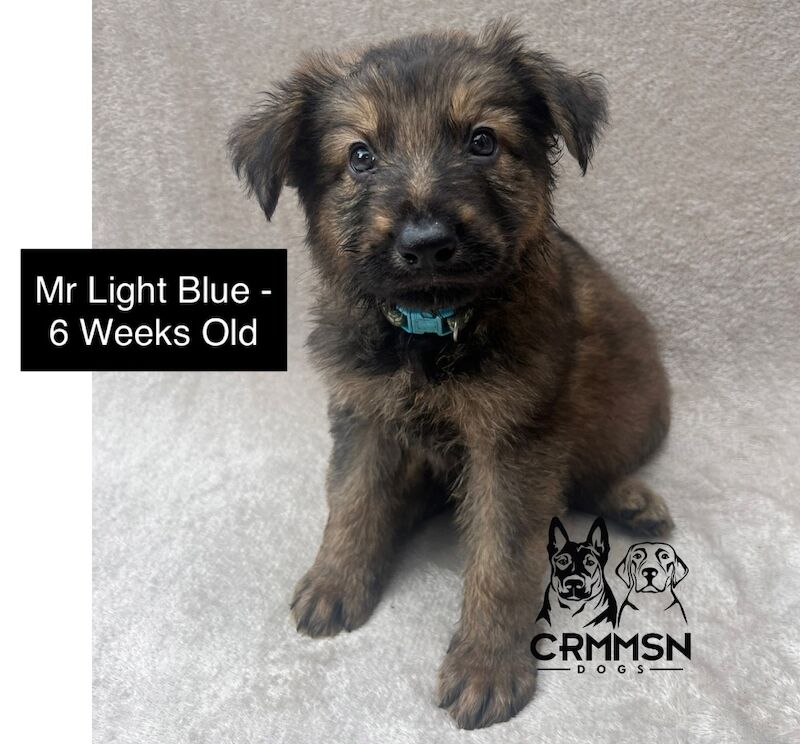 German Shepherd puppies for sale in Nottingham, Nottinghamshire – KC registered, 8 weeks old - Image 2 of 8