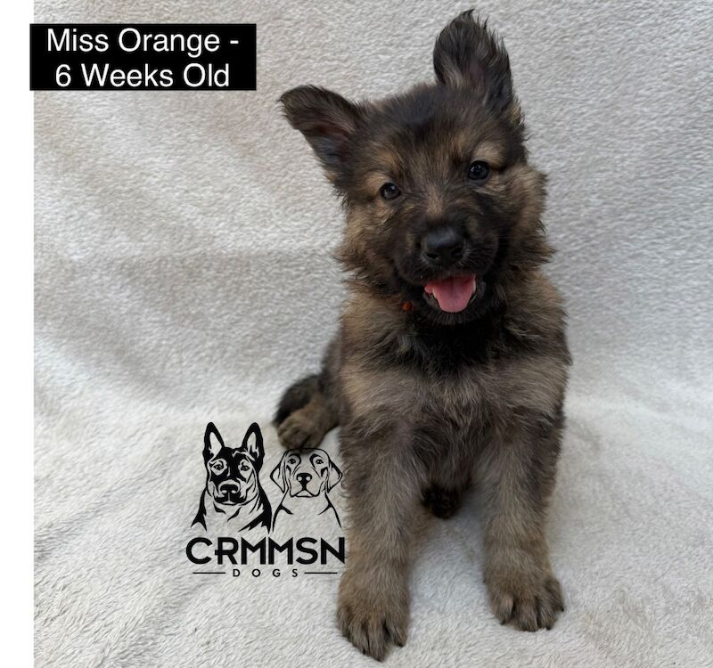 German Shepherd puppies for sale in Nottingham, Nottinghamshire – KC registered, 8 weeks old - Image 4 of 8