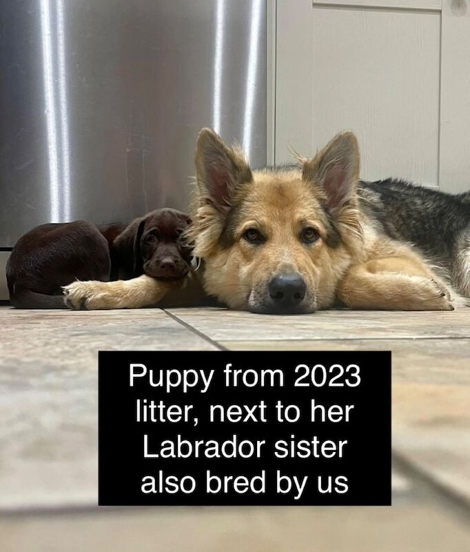 German Shepherd puppies for sale in Nottingham, Nottinghamshire – KC registered, 8 weeks old - Image 5 of 8