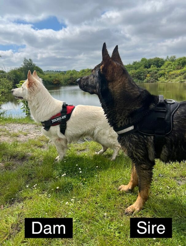 German Shepherd puppies for sale in Nottingham, Nottinghamshire – KC registered, 8 weeks old - Image 6 of 8