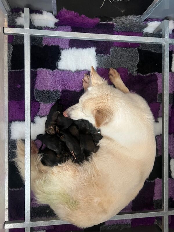 German Shepherd puppies for sale in Nottingham, Nottinghamshire – KC registered, 8 weeks old - Image 8 of 8