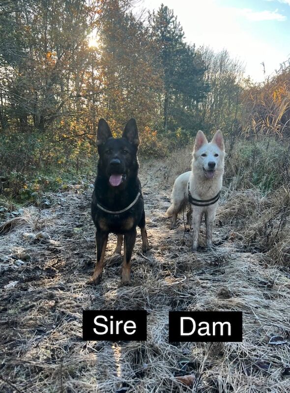 Exceptional KC Registered Czech Working Line German Shepherd Pups for sale in Arnold, Nottinghamshire