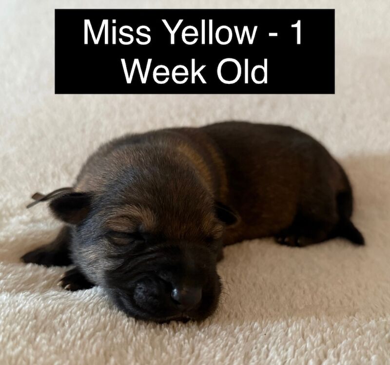 Exceptional KC Registered Czech Working Line German Shepherd Pups for sale in Arnold, Nottinghamshire | Image 2