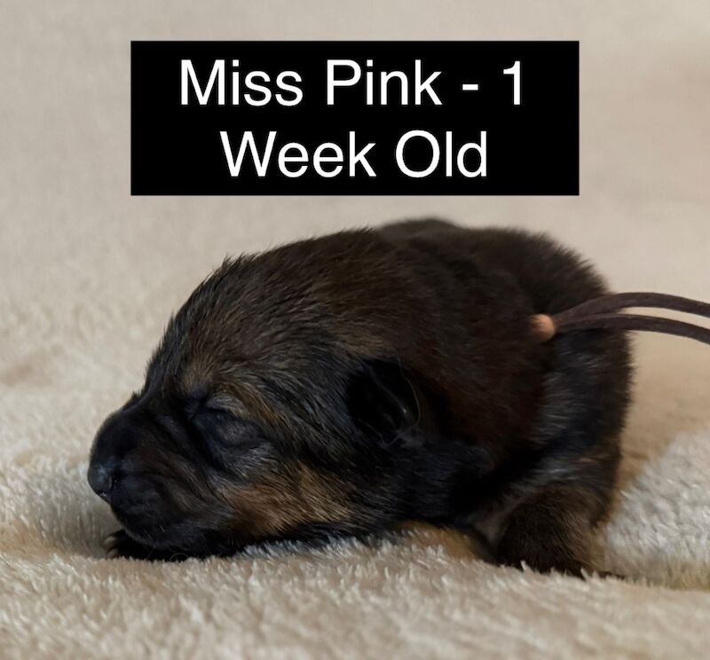 Exceptional KC Registered Czech Working Line German Shepherd Pups for sale in Arnold, Nottinghamshire | Image 4