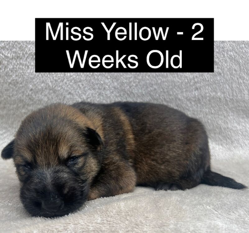 Exceptional, KC Registered, Working Line German Shepherd Puppies for sale in Arnold, Nottinghamshire | Image 2