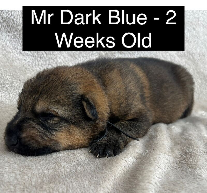 Exceptional, KC Registered, Working Line German Shepherd Puppies for sale in Arnold, Nottinghamshire | Image 3