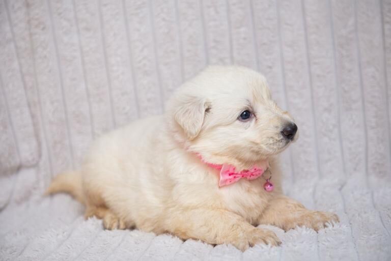 Kennel Club Registered German Shepherd Puppies For Sale