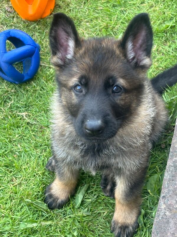 Kennel Club Registered German Shepherd Puppies For Sale