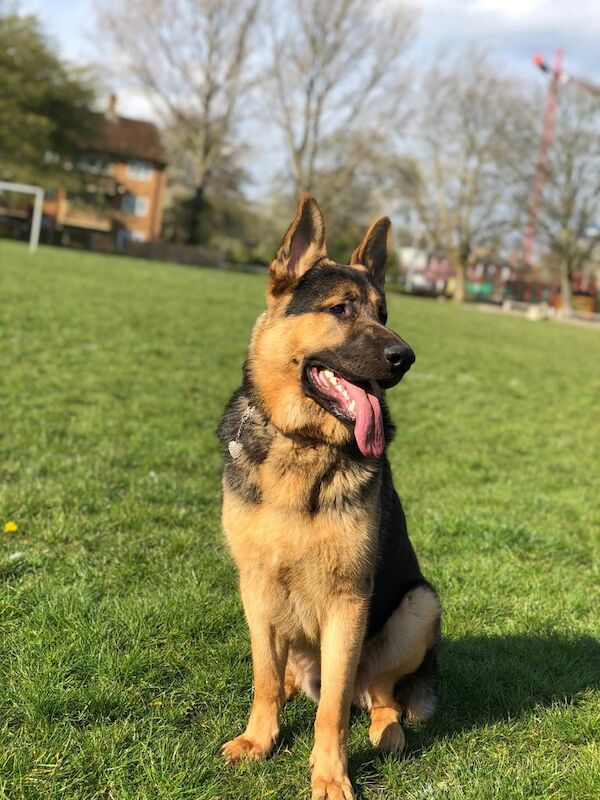 German Shepherd puppies for sale in Hulme, Greater Manchester – 7 years old