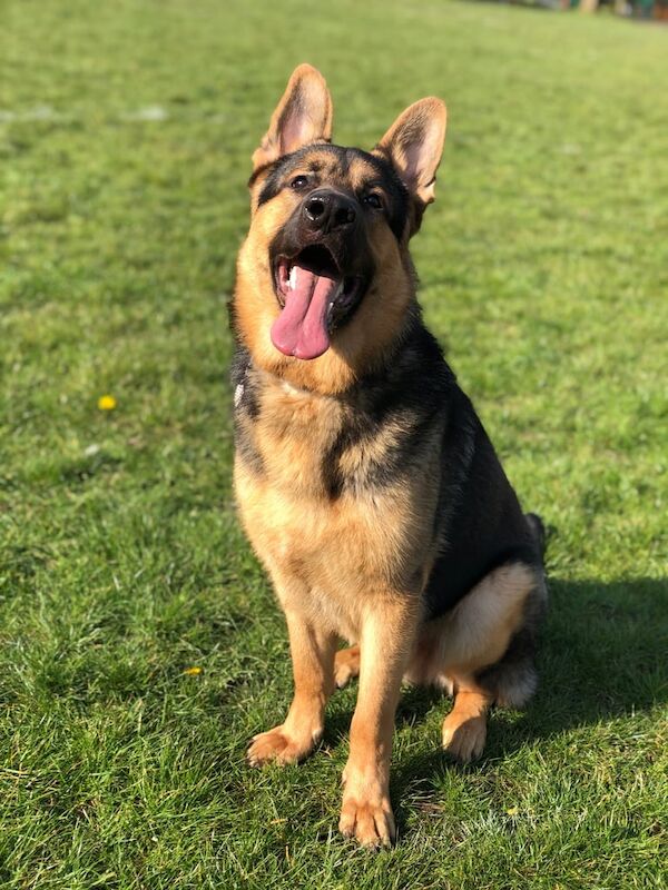 German Shepherd puppies for sale in Hulme, Greater Manchester – 7 years old - Image 2 of 3
