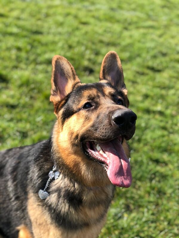German Shepherd puppies for sale in Hulme, Greater Manchester – 7 years old - Image 3 of 3