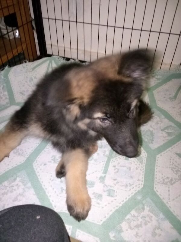 F1B Shepkita shepherd puppies ready to leave