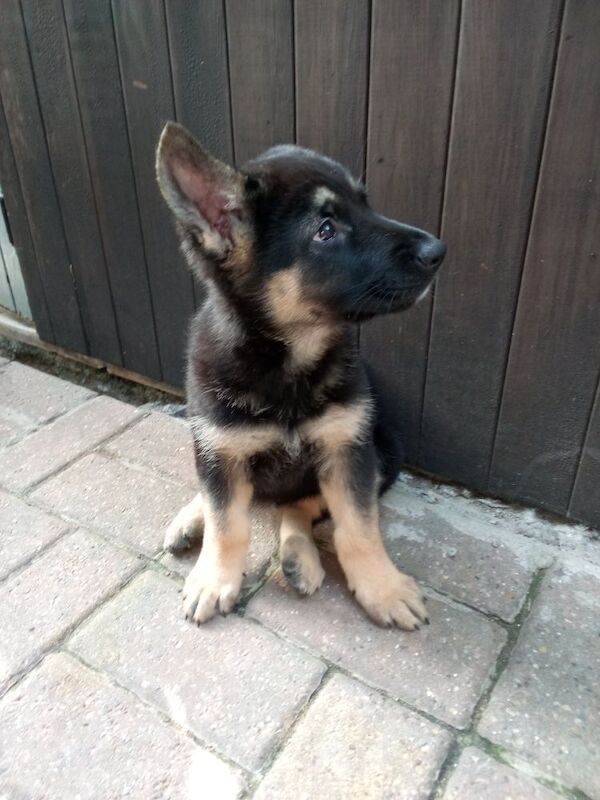 F1B Shepkita shepherd puppies fully vaccinated ready to leave