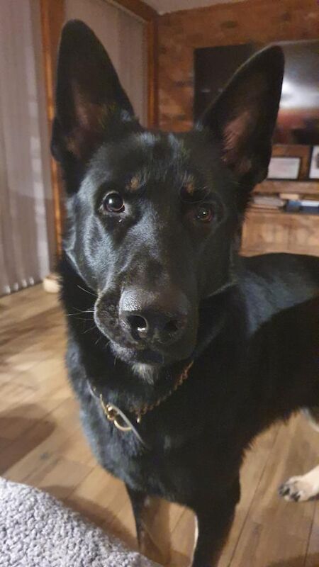 German Shepherd puppies for sale in Barnsley, South Yorkshire – KC registered, 7 weeks old - Image 2 of 5