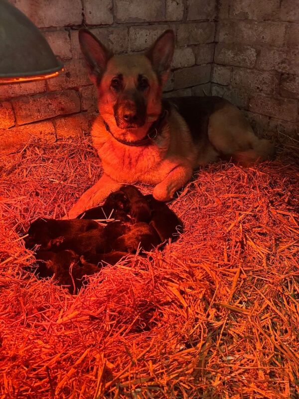 German Shepherd puppies for sale in Barnsley, South Yorkshire – KC registered, 7 weeks old - Image 3 of 5