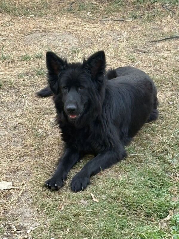 German Shepherd puppies for sale in Norbury, Greater London – 3 years old
