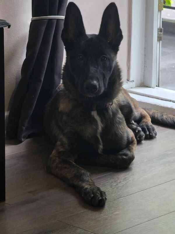German Shepherd puppies for sale in Portsmouth, Hampshire – 5 months old