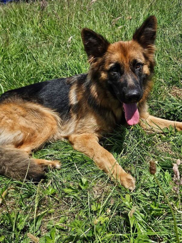 Female german shepard - Image 2 of 4