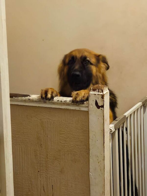 Female german shepard - Image 3 of 4