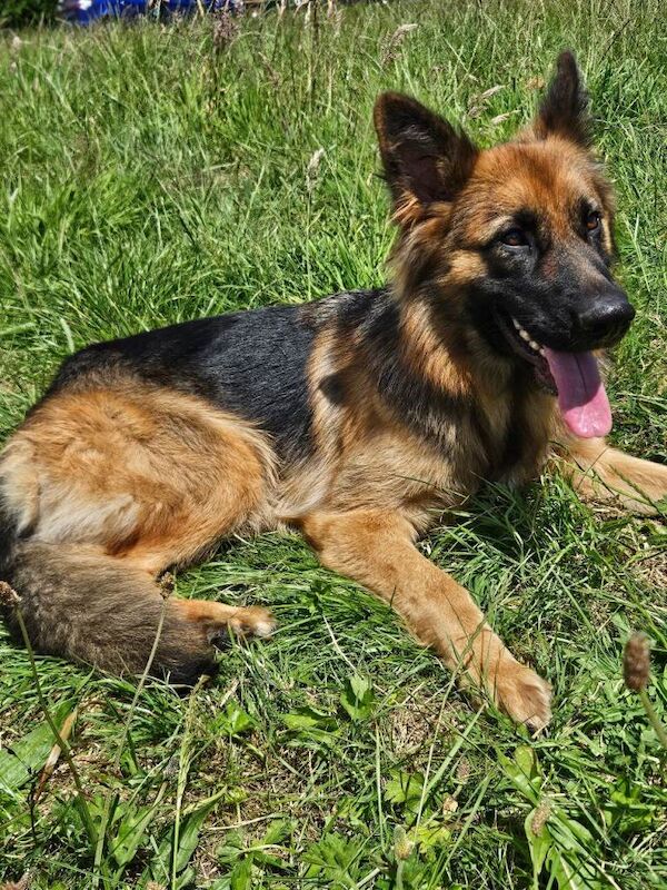 Female german shepard - Image 4 of 4
