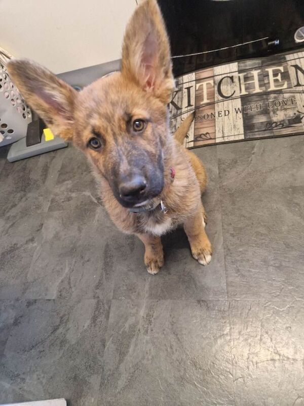 Female german shepard puppy - Image 2 of 2