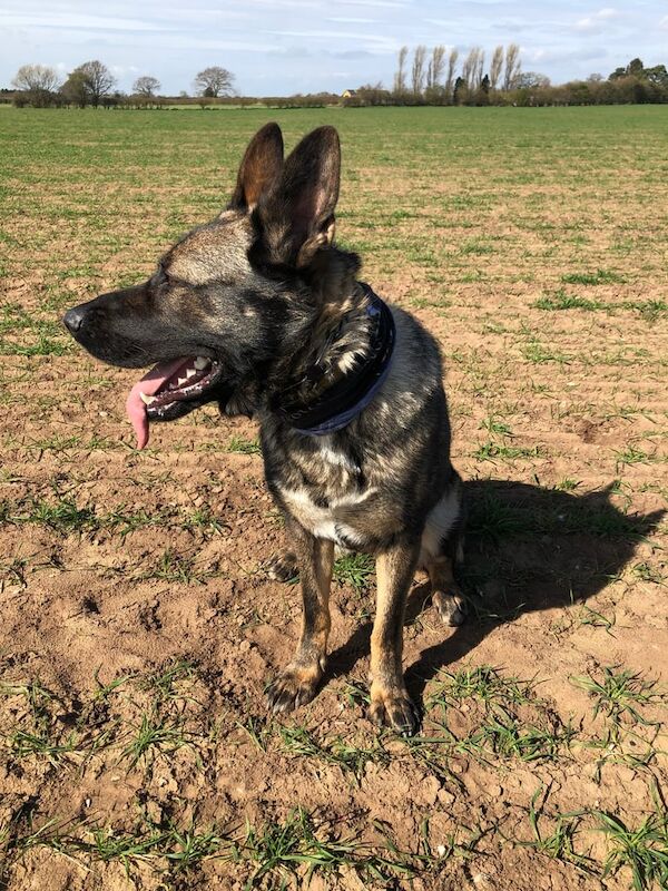 German Shepherd puppies for sale in Holme-on-Spalding-Moor, East Riding Of Yorkshire – 2 years old - Image 2 of 3