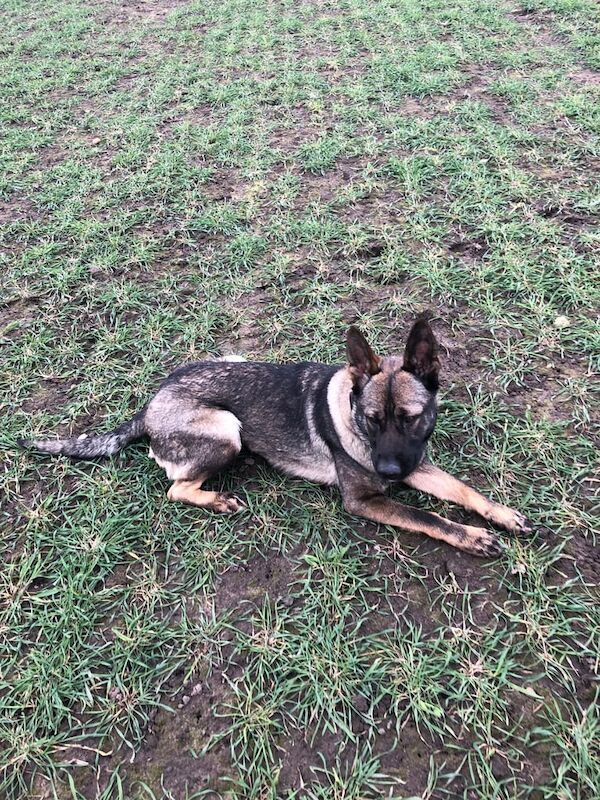 German Shepherd puppies for sale in Holme-on-Spalding-Moor, East Riding Of Yorkshire – 2 years old - Image 3 of 3