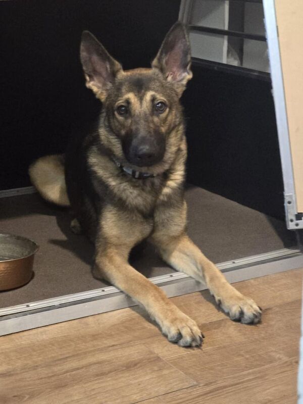German Shepherd puppies for sale in Watton, Norfolk – 1 year old