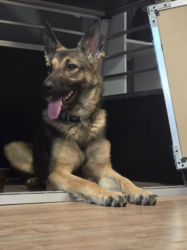 German Shepherd puppies for sale in Watton, Norfolk – 1 year old - Image 2 of 3
