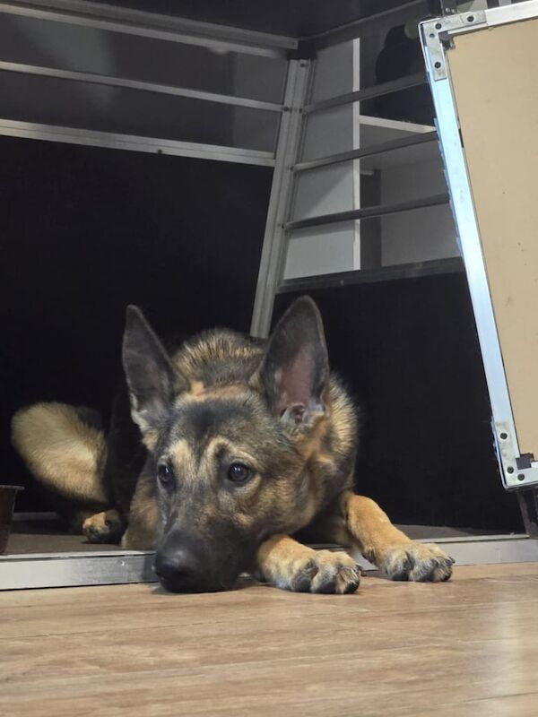German Shepherd puppies for sale in Watton, Norfolk – 1 year old - Image 3 of 3