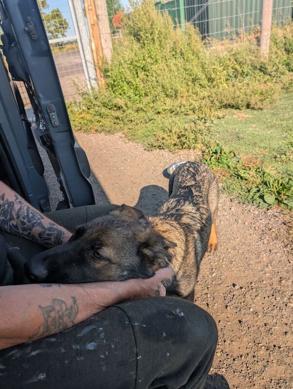 German Shepherd puppies for sale in Nottingham, Nottinghamshire – 7 months old - Image 2 of 3