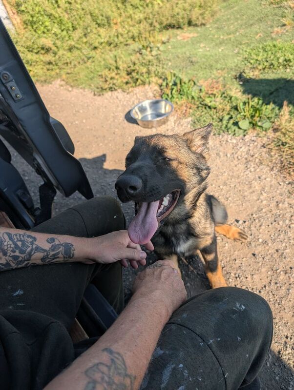 German Shepherd puppies for sale in Nottingham, Nottinghamshire – 7 months old - Image 3 of 3