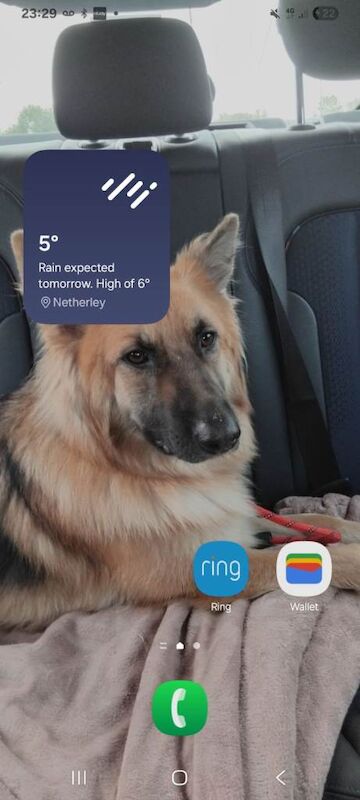 Female german shepherd