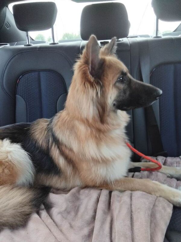 Female german shepherd - Image 2 of 2