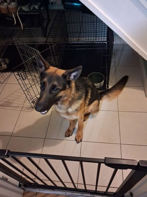 German Shepherd puppies for sale in Liverpool, Merseyside β a few seconds old