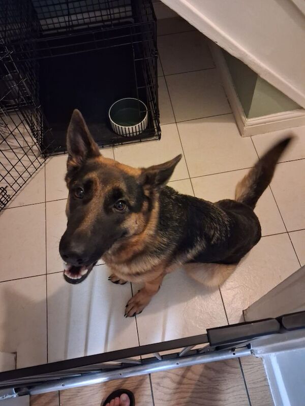 German Shepherd puppies for sale in Liverpool, Merseyside – 3 months old - Image 3 of 3
