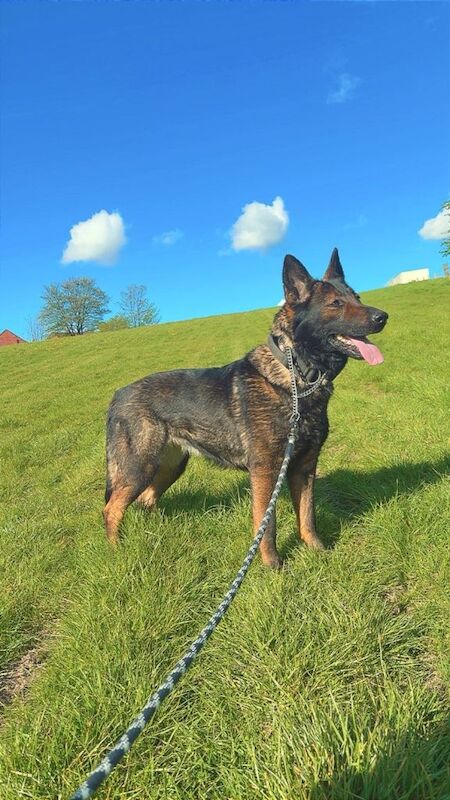 Female German shepherd