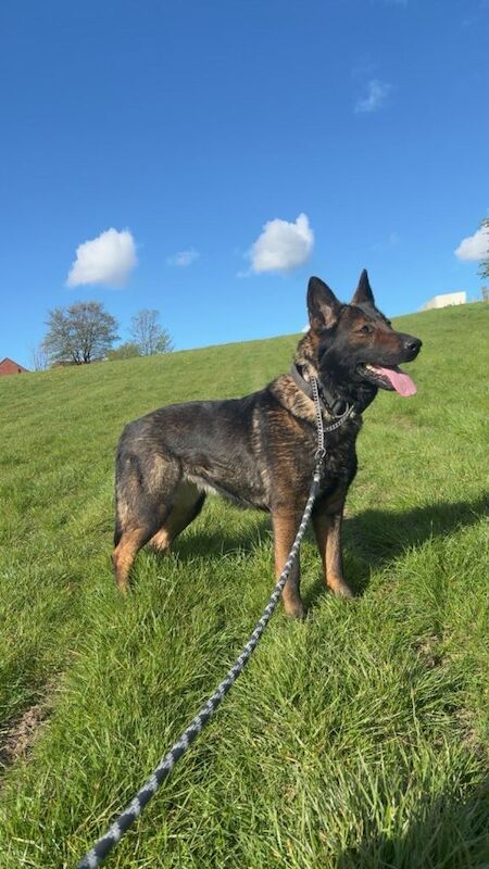 Female German shepherd - Image 2 of 4