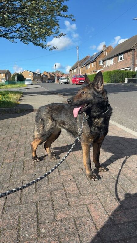 Female German shepherd - Image 3 of 4