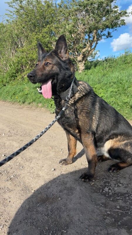 Female German shepherd - Image 4 of 4