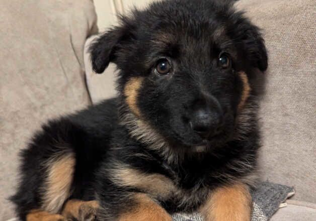 Female German shepherd - Image 2 of 3