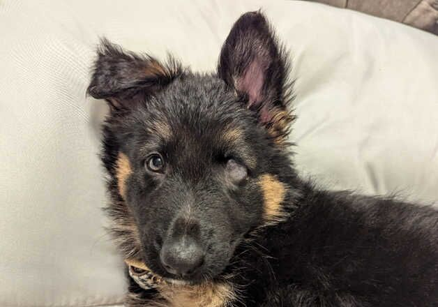 Female German shepherd - Image 3 of 3